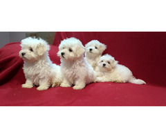 Maltese puppies | free-classifieds-usa.com - 3