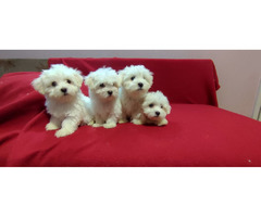 Maltese puppies | free-classifieds-usa.com - 4