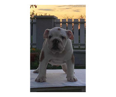 English bulldog puppies  | free-classifieds-usa.com - 3