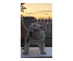 English bulldog puppies  | free-classifieds-usa.com - 4