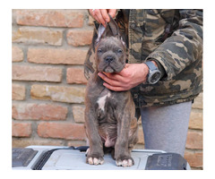 Cane Corso puppies | free-classifieds-usa.com - 1