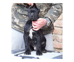 Cane Corso puppies | free-classifieds-usa.com - 2