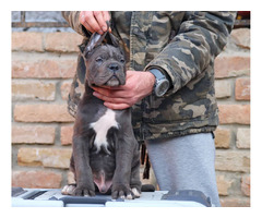 Cane Corso puppies | free-classifieds-usa.com - 3