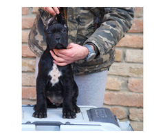 Cane Corso puppies | free-classifieds-usa.com - 4