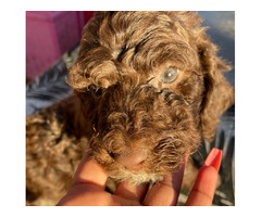 Standard Poodle Puppies  | free-classifieds-usa.com - 2