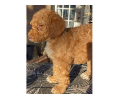 Standard Poodle Puppies  | free-classifieds-usa.com - 3