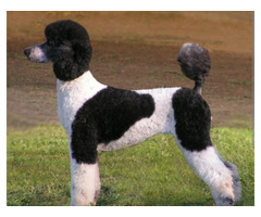 Standard Poodle Puppies  | free-classifieds-usa.com - 4
