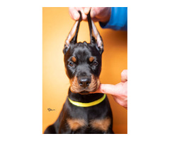Doberman puppies | free-classifieds-usa.com - 1