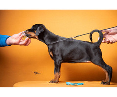 Doberman puppies | free-classifieds-usa.com - 2