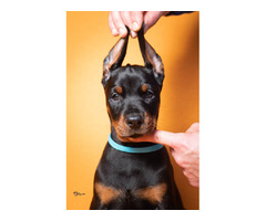 Doberman puppies | free-classifieds-usa.com - 3