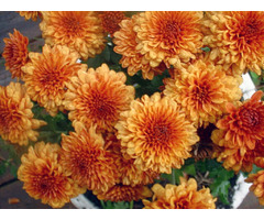 Expert Perennial Flowers in Rockland NY | free-classifieds-usa.com - 1