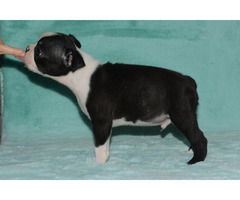 Boston Terrier | free-classifieds-usa.com - 1