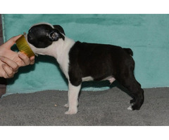 Boston Terrier | free-classifieds-usa.com - 2