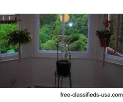 PLANTS for sale | free-classifieds-usa.com - 1