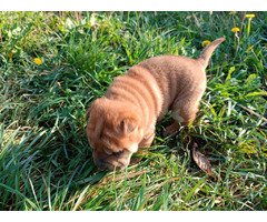 Shar Pei puppies | free-classifieds-usa.com - 2