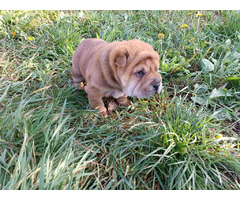 Shar Pei puppies | free-classifieds-usa.com - 3