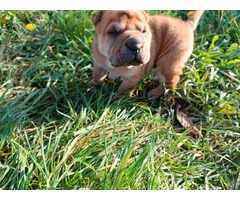Shar Pei puppies | free-classifieds-usa.com - 4