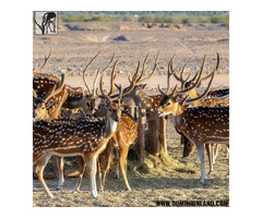 Texas Hunting Land For Sale | Dominion Lands | free-classifieds-usa.com - 3