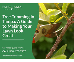 Trimming Trees in Tampa - Tree Trimmers You Can Trust | free-classifieds-usa.com - 1