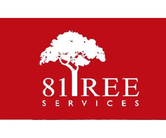 Tree Removal, 81Tree Services, Tampa Bay | free-classifieds-usa.com - 1
