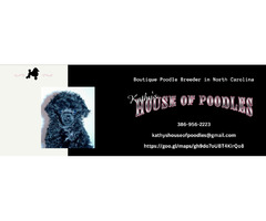 Poodle Breeder near Monroe - Kathy's House Of Poodles | free-classifieds-usa.com - 1