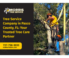 Need Tree Service in Pasco County? Look No Further! | free-classifieds-usa.com - 1