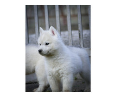 Siberian Husky puppies | free-classifieds-usa.com - 2