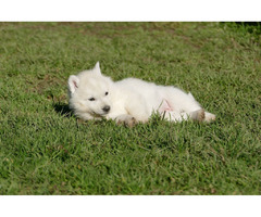 Siberian Husky puppies | free-classifieds-usa.com - 3