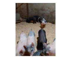Join the Show Pig Sale at Connexion Livestock on March 25th! | free-classifieds-usa.com - 1