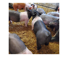 Join the Show Pig Sale at Connexion Livestock on March 25th! | free-classifieds-usa.com - 2