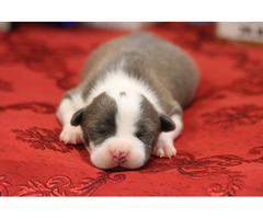 American Staffordshire terrier puppies | free-classifieds-usa.com - 2