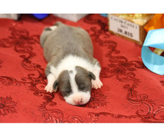 American Staffordshire terrier puppies | free-classifieds-usa.com - 3