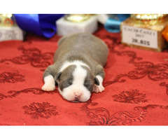 American Staffordshire terrier puppies | free-classifieds-usa.com - 4