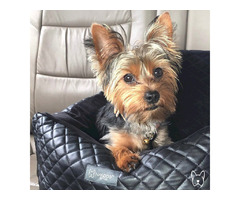We have the best dog car seat | free-classifieds-usa.com - 1