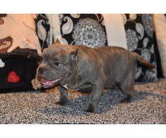 Micro Bully puppies | free-classifieds-usa.com - 2