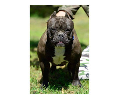 Micro Bully puppies | free-classifieds-usa.com - 3
