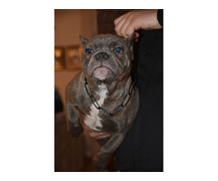 Micro Bully puppies | free-classifieds-usa.com - 4