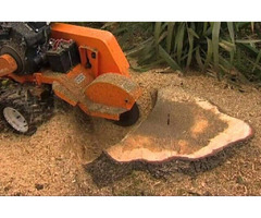 Find a Stump Grinding Professional Services | free-classifieds-usa.com - 1