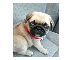 Healthy Male and Female Outstanding Pug Puppies For Sale | free-classifieds-usa.com - 1