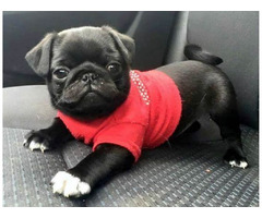 Healthy Male and Female Outstanding Pug Puppies For Sale | free-classifieds-usa.com - 2