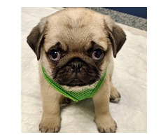 Healthy Male and Female Outstanding Pug Puppies For Sale | free-classifieds-usa.com - 3