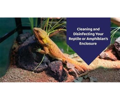 Cleaning Your Reptile or Amphibian's Habitat By f10 sc disinfection for animals | free-classifieds-usa.com - 1