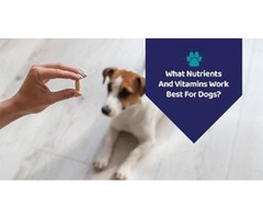 What Nutrients And Vitamins Work Best For Dogs? | free-classifieds-usa.com - 1