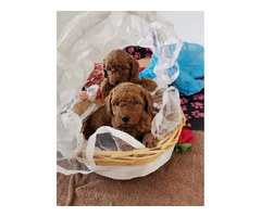 Red toy poodle  | free-classifieds-usa.com - 2