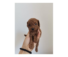 Red toy poodle  | free-classifieds-usa.com - 3