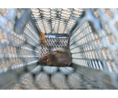 Get Best Reliable Rat Control Services in Ahwatukee | free-classifieds-usa.com - 1