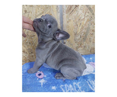 French Bulldog puppies | free-classifieds-usa.com - 2