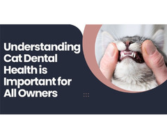 Understanding Cat Dental Health is Important for All Owners | free-classifieds-usa.com - 1