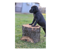 Cane Corso puppies | free-classifieds-usa.com - 2