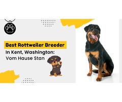 Purebred Rottweiler Puppies For Sale In Washington  | free-classifieds-usa.com - 1